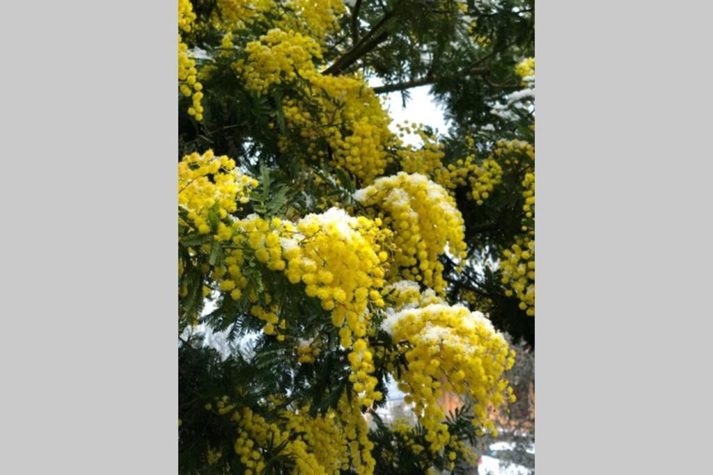 ברנצונה סול גארדה Villa Mimosa-Con Piscina E Vista Lago מראה חיצוני תמונה
